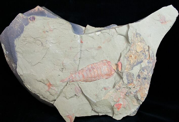 Fossil Aglaspid (Tremaglaspis) With Marrellomorph (Furca) #11061